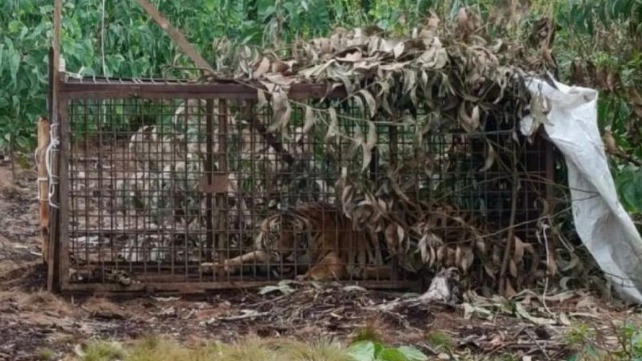 Misteri Penampakan Tiga Harimau Sumatera Kampar: BBKSDA Riau Turun Tangan Selidiki Laporan Warga