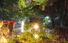 Tahukah Anda, 75-80 Personel Siaga? Sudin Jakut Bentuk Satgas Pohon Tumbang Jakarta Utara Antisipasi Cuaca Ekstrem