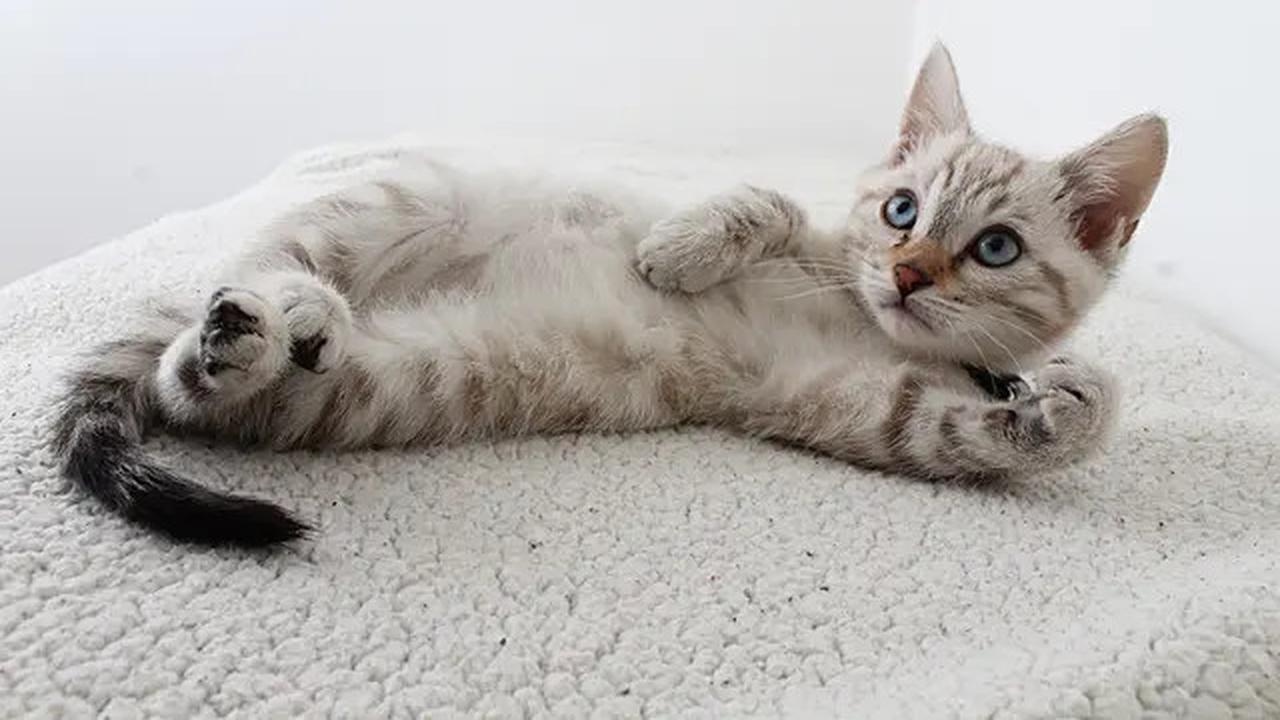 Menurut Studi, Memberi Makan Kucing Secara Berlebihan Ternyata Punya Efek Mengejutkan