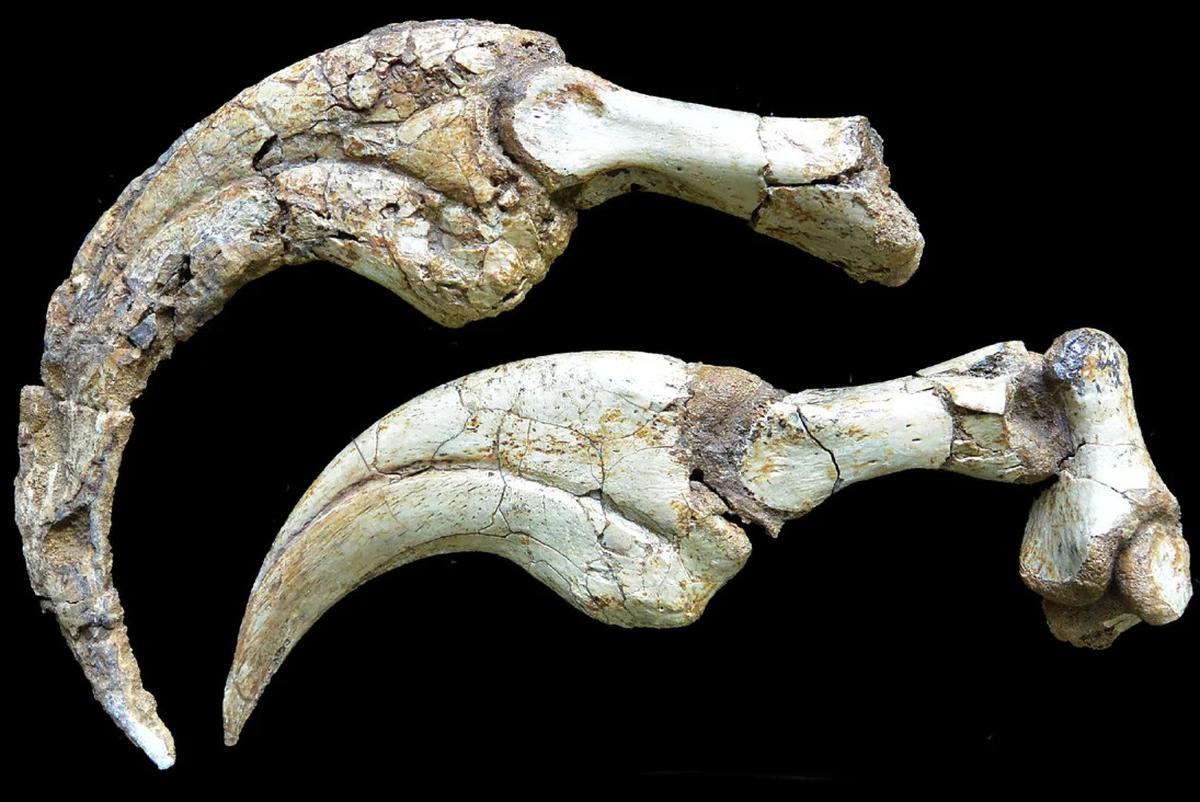 Duonychus Tsogtbaatari
