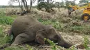 Mayat Gajah terlihat terbaring di ladang dekat desa Sigiriya, sekitar 177 km utara ibukota Kolombo (27/9/2019). Empat gajah ditemukan tewas pada 27 September di Sri Lanka tengah, dengan polisi mencurigai binatang tersebut diracun penduduk desa yang marah. (AFP/STR)