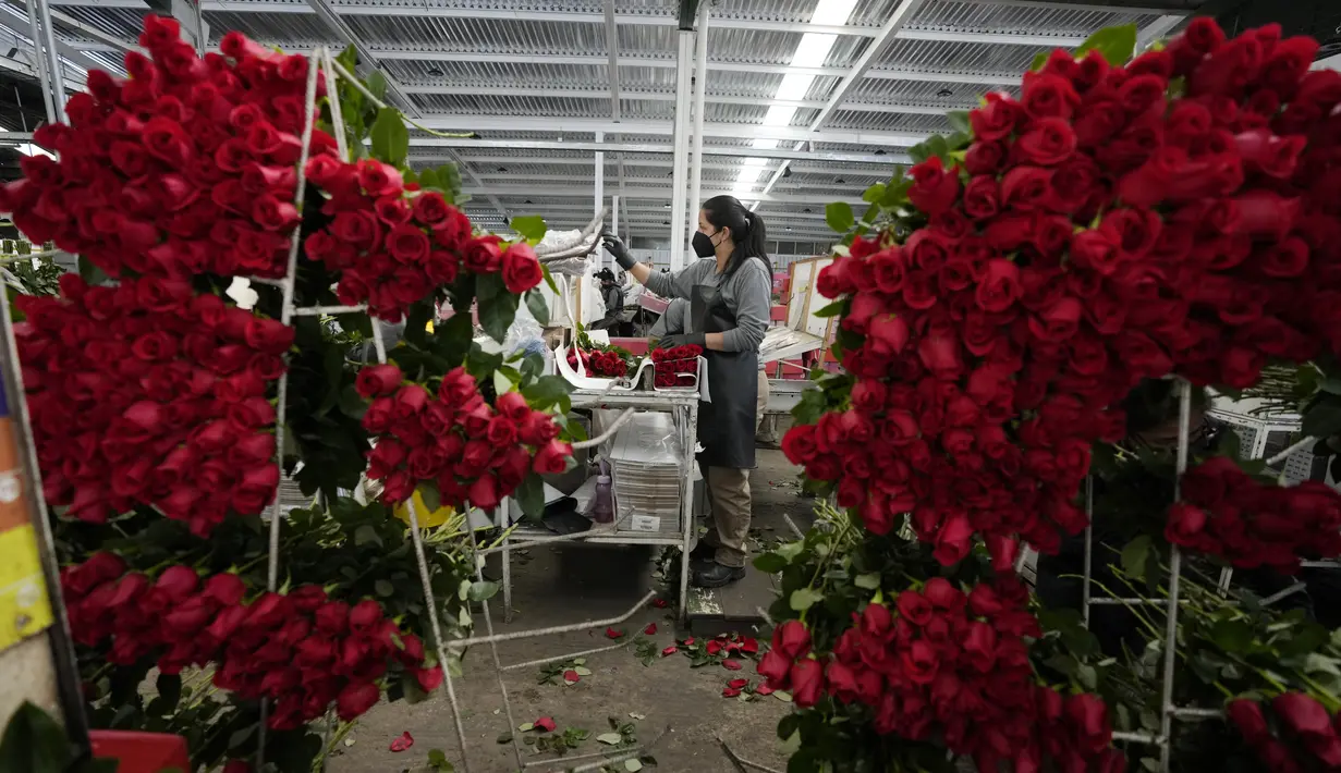 Seorang pekerja mengepak bunga mawar untuk dikirim menuju AS menjelang Hari Valentine, di perusahaan bunga Colibri di El Rosal, Kolombia, 25 Januari 2022. Kolombia menjadi salah satu negara terbesar penyuplai bunga di Hari Valentine. (AP Photo/Fernando Vergara)