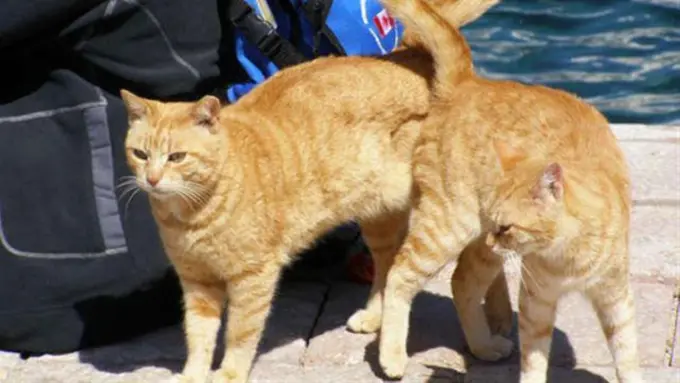 Ajaibnya 19 Foto Kucing yang Diambil pada Saat yang Tepat