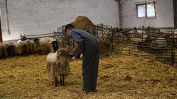 Aritza Zalba (13) memberi makan pada domba sebelum sejumlah tukang cukur mencukur bulu domba di desa kecil Pyrenean, Bizkarreta, Spanyol, Sabtu (29/5/2021). Bulu domba dicukur sebelum musim panas agar tidak merasakan terlalu panas untuk hewan dengan bulu seperti mereka. (AP Photo/Alvaro Barrientos)