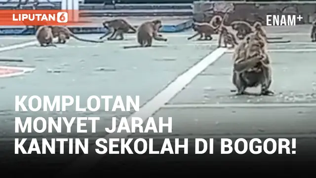 Sekolah di Bogor Diserbu Kawanan Monyet