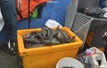 KKP Siapkan Revisi Aturan Kendalikan Populasi Ikan Sapu-Sapu