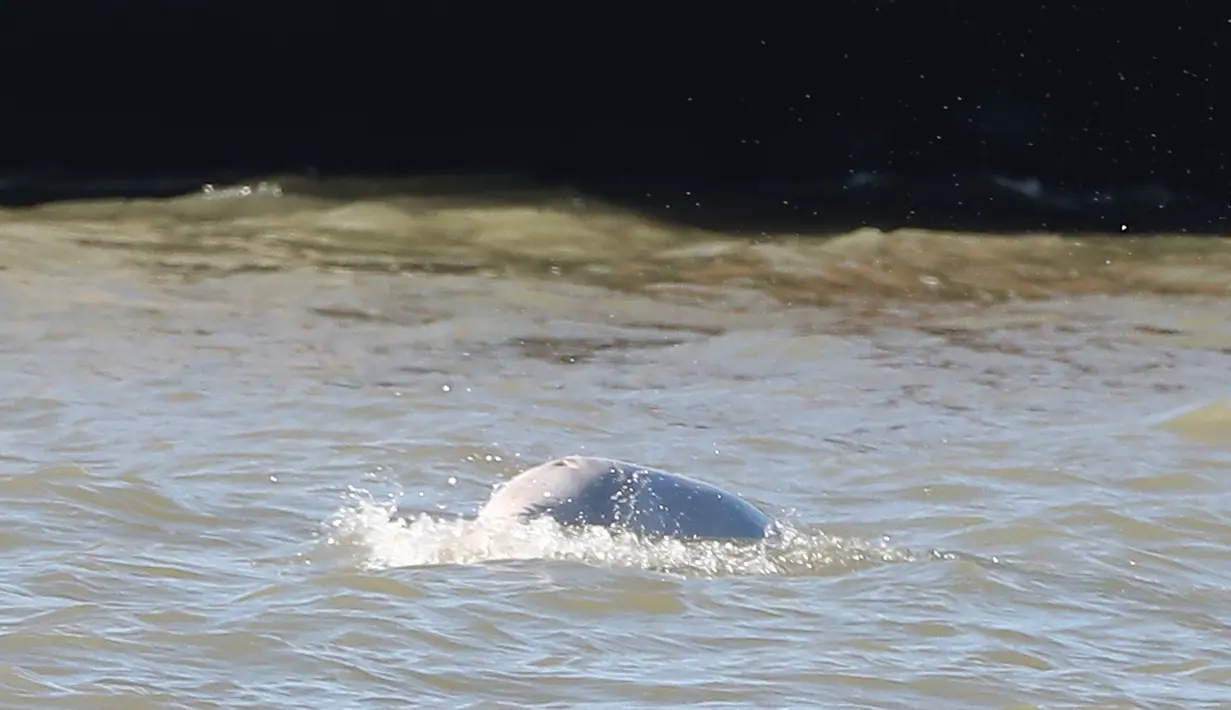 Seekor paus beluga atau paus putih muncul di permukaan Sungai Thames dekat Gravesend timur London, Rabu (26/9). Pengamat mengatakan, habitat mamalia laut ini ada di Arktik yang jaraknya mencapai ratusan mil dari lokasi ditemukan. (AFP/Daniel LEAL-OLIVAS)