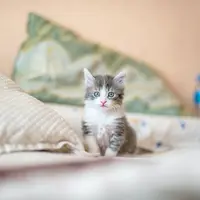 Ilustrasi Kucing/https://unsplash.com/Kote&nbsp;Puerto