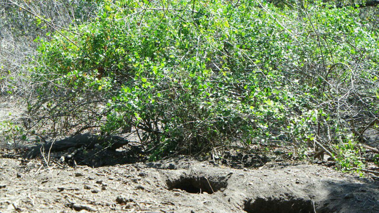 Menengok Sarang Komodo di Pulau Rinca dan Loh Liang