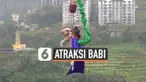 ATRAKSI BABI