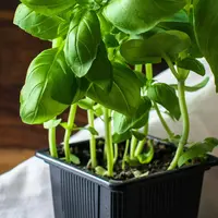 Tanaman Kemangi dengan Metode Stek (Foto: Unsplash/Monika Grabkowska)