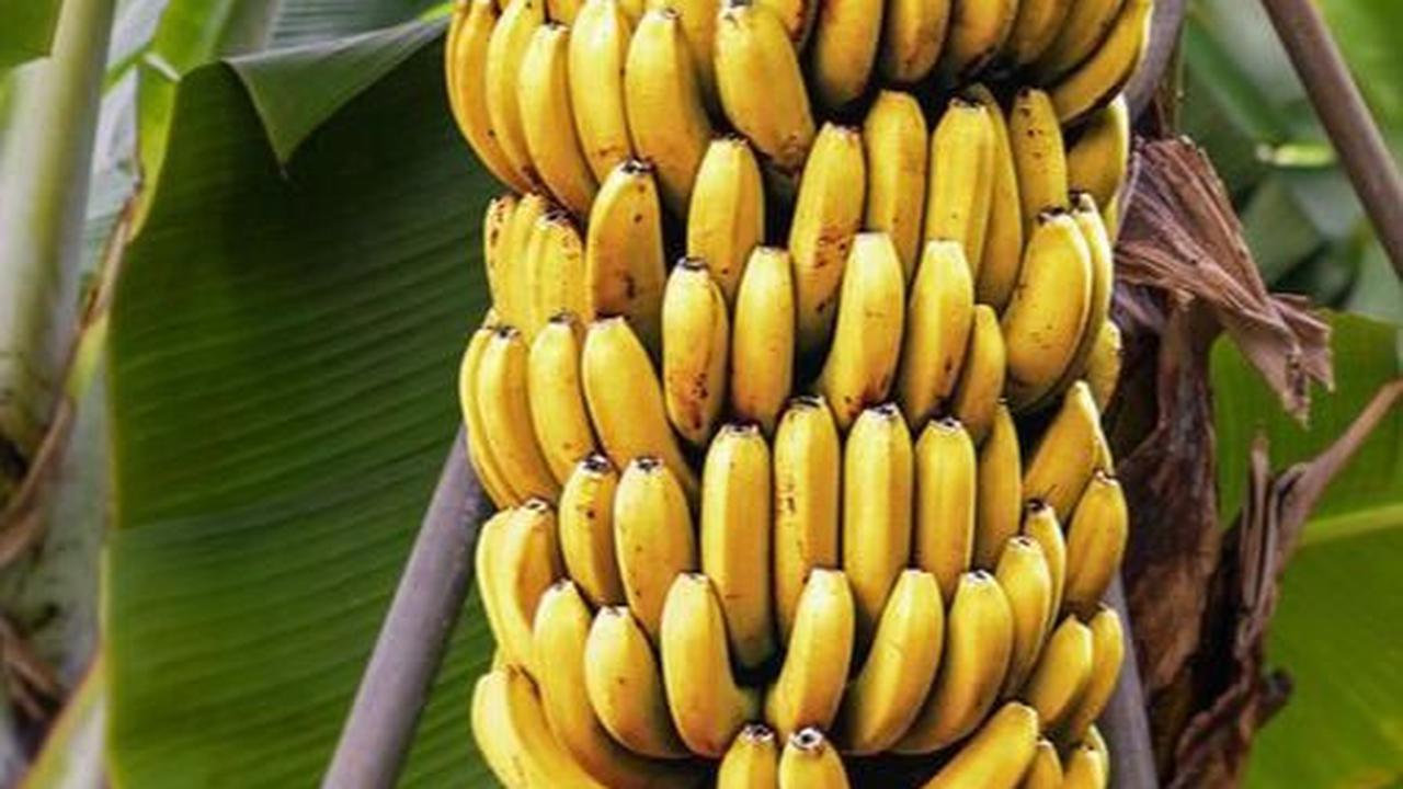 Pisang
