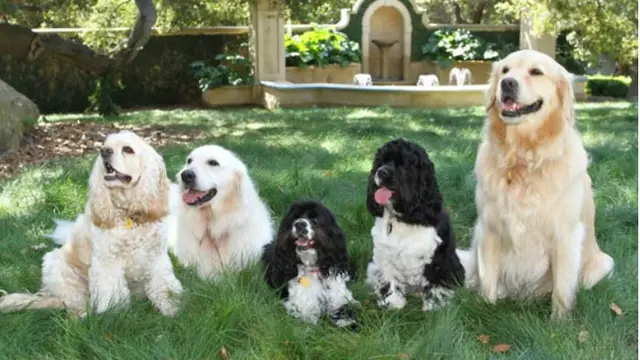 5 Anjing Oprah Winfrey