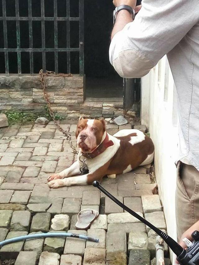 Anjing pitbull yang diduga telah menyerang Ramisya/copyright Facebook.com/Yuni Rusmini