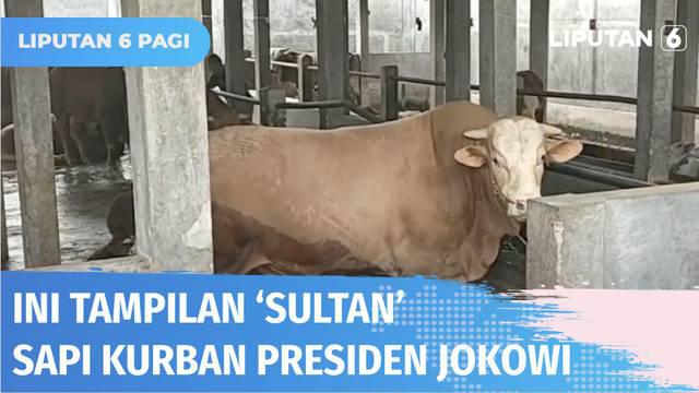 Presiden Jokowi menyumbang sapi ke seluruh provinsi untuk merayakan Idul Adha. Salah satunya sapi bernama Sultan dengan bobot 1,15 ton ini yang nantinya akan dikurbankan di Kota Serang, Banten.