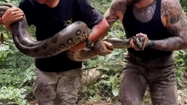 Aksi Pria Berduel dengan Anaconda Hijau