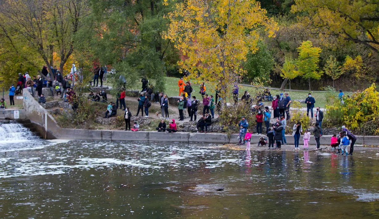 Warga menyaksikan sejumlah ikan salmon bermigrasi ke lokasi untuk bertelur di Sungai Humber di Toronto, Kanada, 18 Oktober 2020. Setiap musim gugur, ribuan ikan salmon di banyak sungai di Ontario berenang menuju ke hulu untuk bertelur, menarik perhatian warga juga para pemancing. (Xinhua/Zou Zheng)