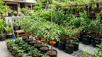 10 Pohon Buah Mini yang Cocok Ditanam di Polybag untuk Pekarangan Sempit dan Urban Farming