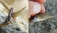 Ilmuwan Ini Selamatkan Ular Tersedak Ikan Berduri (Sumber: Nicolas Fuento via Live Science)
