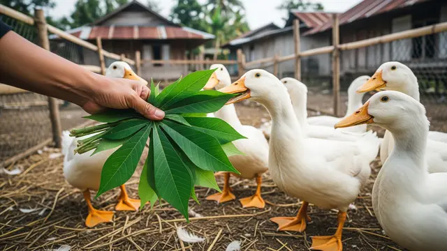 Daun Singkong untuk Pakan Ternak Bebek Pedaging/Gemini AI