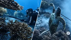 Kronologi Penangkapan WN China Tombak dan Masak Penyu Raja Ampat