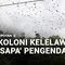 Koloni Kelelawar 'Sapa' Pengendara
