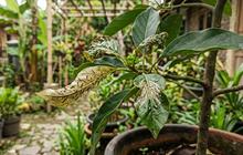 9 Hama Kebun yang Paling Merusak Tanaman, Kenali Jenis dan Dampaknya