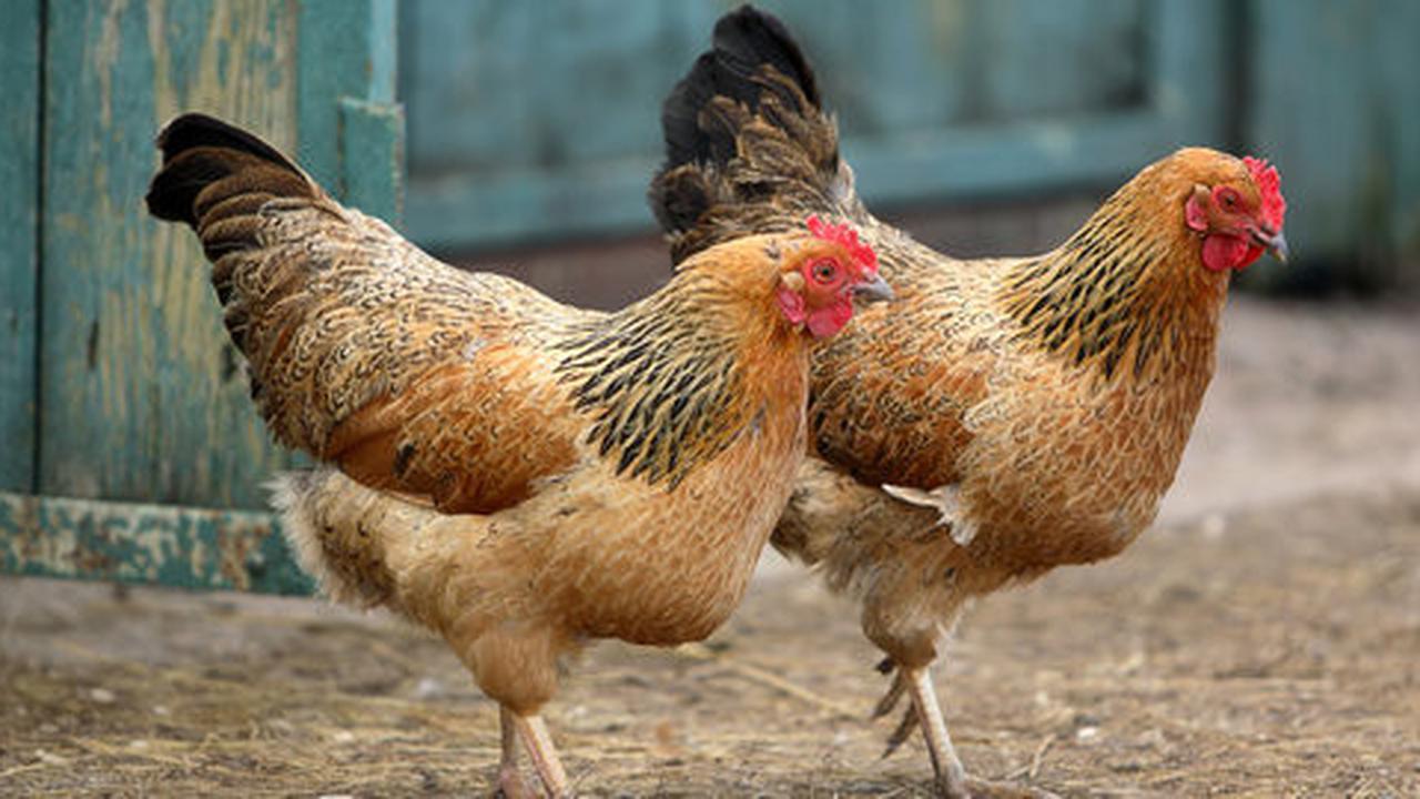 Berkah Lebaran, jasa potong ayam raup Rp 500.000 per hari