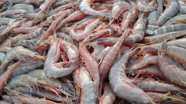 Ilustrasi udang