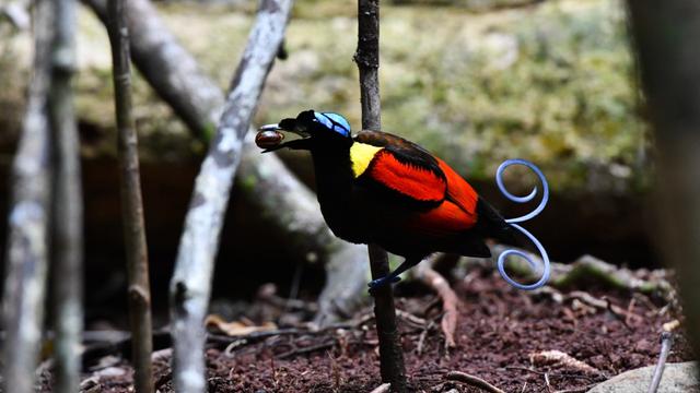 Burung Raja Ampat (Foto: Andhy PS - FFI Raja Ampat)