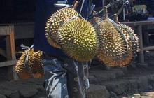 FOTO: Potret Kesederhanaan Bocah Suku Baduy Selalu Ceria Bantu Orang Tua Jualan Durian Pikul Keliling di Lebak
