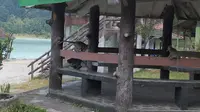 Beberapa monyet ekor panjang tengah mengganggu salah satu gazebo pengunjung di kawasan wisata alam Talaga Bodas, Desa Sukamenak, Kecamatan Wanaraja, Kabupaten Garut. (Liputan6.com/Jayadi Supriadin).