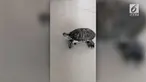 Seekor kura-kura beraksi diatas skateboard mini. Dia tidak lagi menjadi hewan yang lamban.