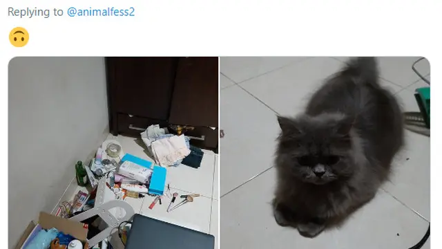7 Potret Ulah Kucing yang Suka Semena-mena pada Tuannya