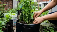 Cara Membuat Pare Lebih Rajin Berbuah di Pekarangan Rumah, Buah Lebat Sepanjang Musim
