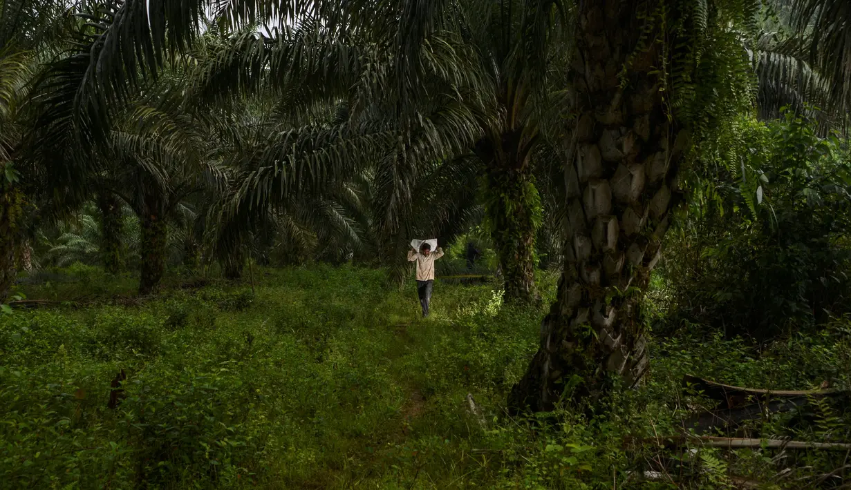 Seorang pekerja membawa cangkang sawit di sebuah perkebunan sawit di Sampoiniet, provinsi Aceh (7/3/2021). Kelapa sawit merupakan tanaman perkebunan yang memiliki produksi terbesar di Kabupaten Aceh. (AFP Photo/Chaideer Mahyuddin)