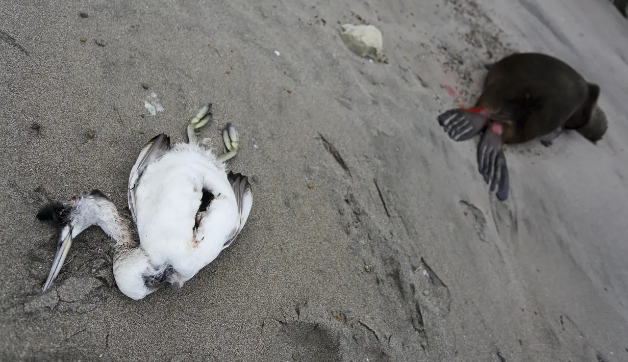 Seekor burung laut mati tergeletak di samping bangkai singa laut di pantai Punta Bermeja, di pesisir Atlantik provinsi Patagonian Río Negro, dekat Viedma, Argentina, Senin, 28 Agustus 2023. (AP Photo/Juan Macri)