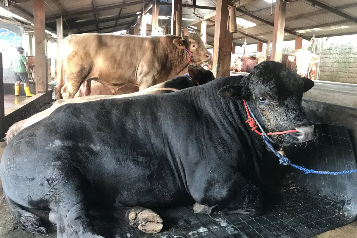 Sapi Limosin untuk hewan Kurban