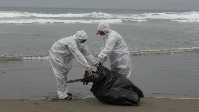 Belasan Ribu Pelikan Mati di Peru Akibat Flu Burung