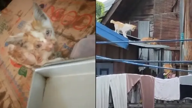 Viral Video Penyelamatan Kucing saat Banjir di Kalimantan Selatan Ini Bikin Haru