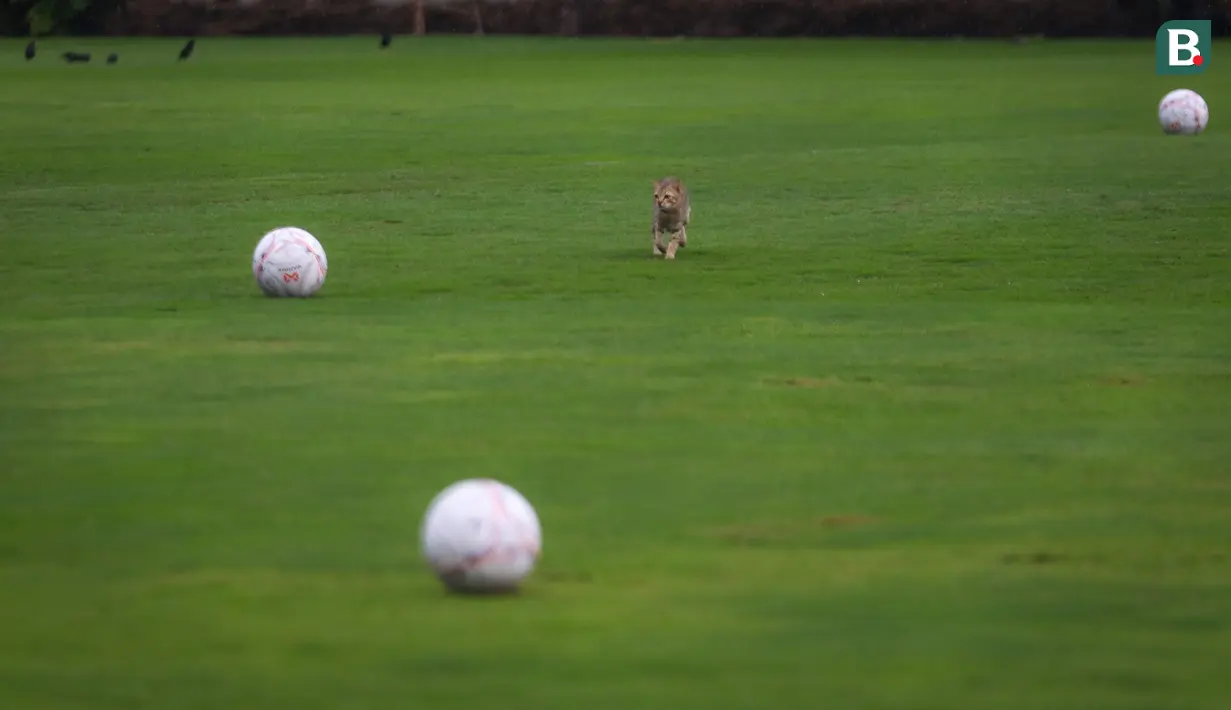 Seekor kucing berlari di tengah lapangan yang akan digunakan untuk latihan Timnas Indonesia menjelang laga leg pertama semifinal Piala AFF 2022 di Lapangan A, Kompleks Gelora Bung Karno, Jakarta, Rabu (04/01/2023). (Bola.com/Bagaskara Lazuardi)