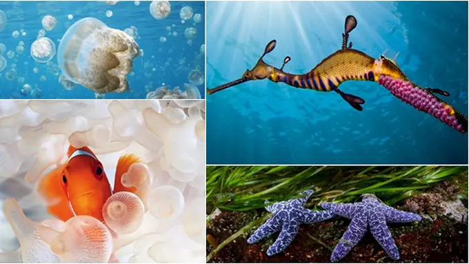 Courtesy National Geographic