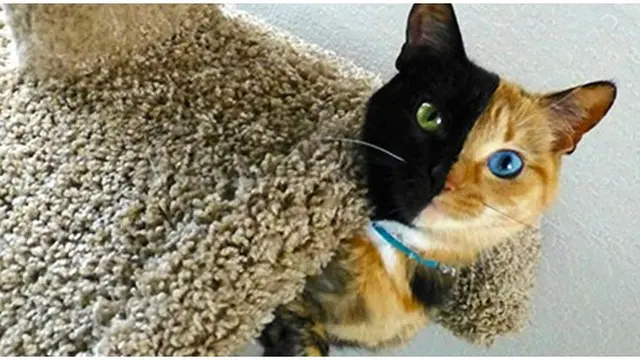 Foto: Copyright womansday.com