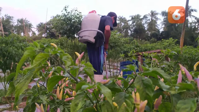Petani Cabai