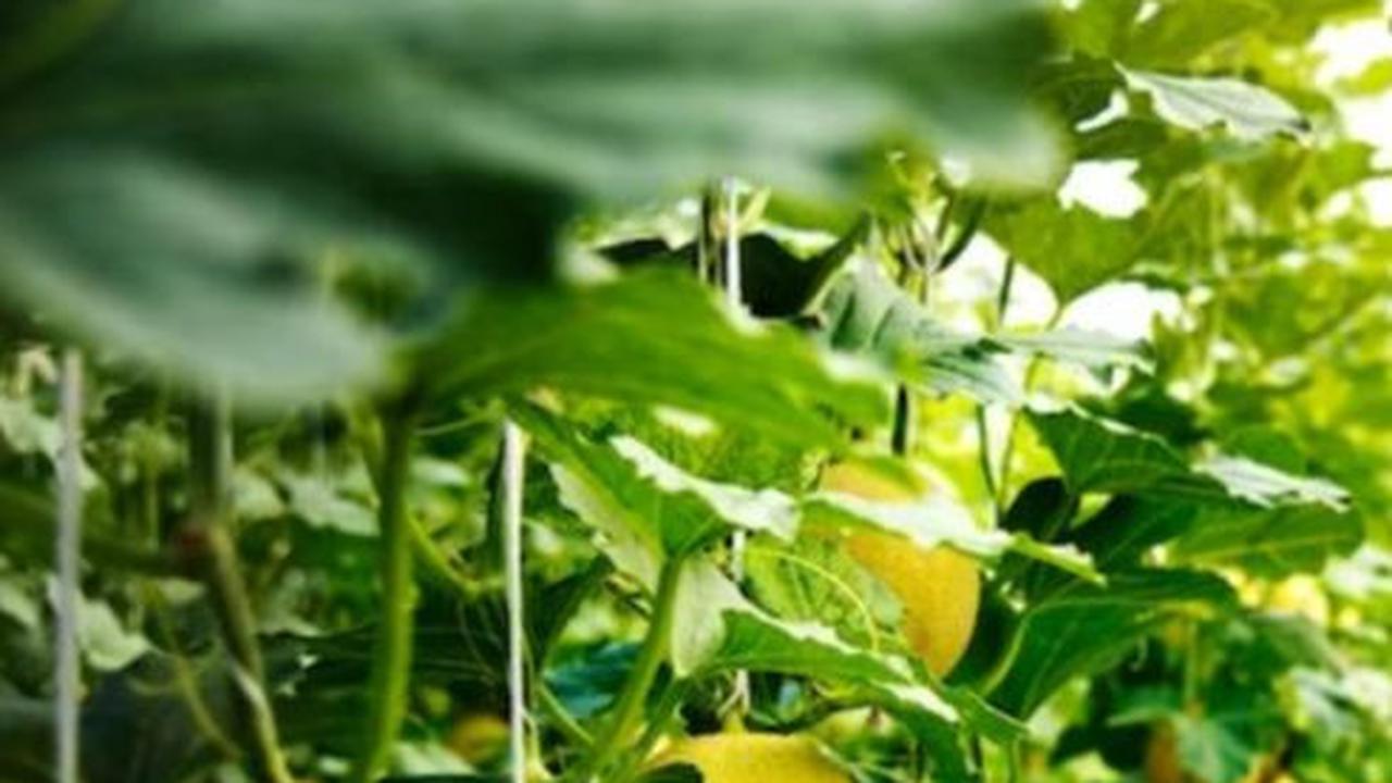 Ubah Kemarau Jadi Berkah, Ini Kisah Petani Jombang Tanam Melon Cuannya Capai Rp 35 Juta