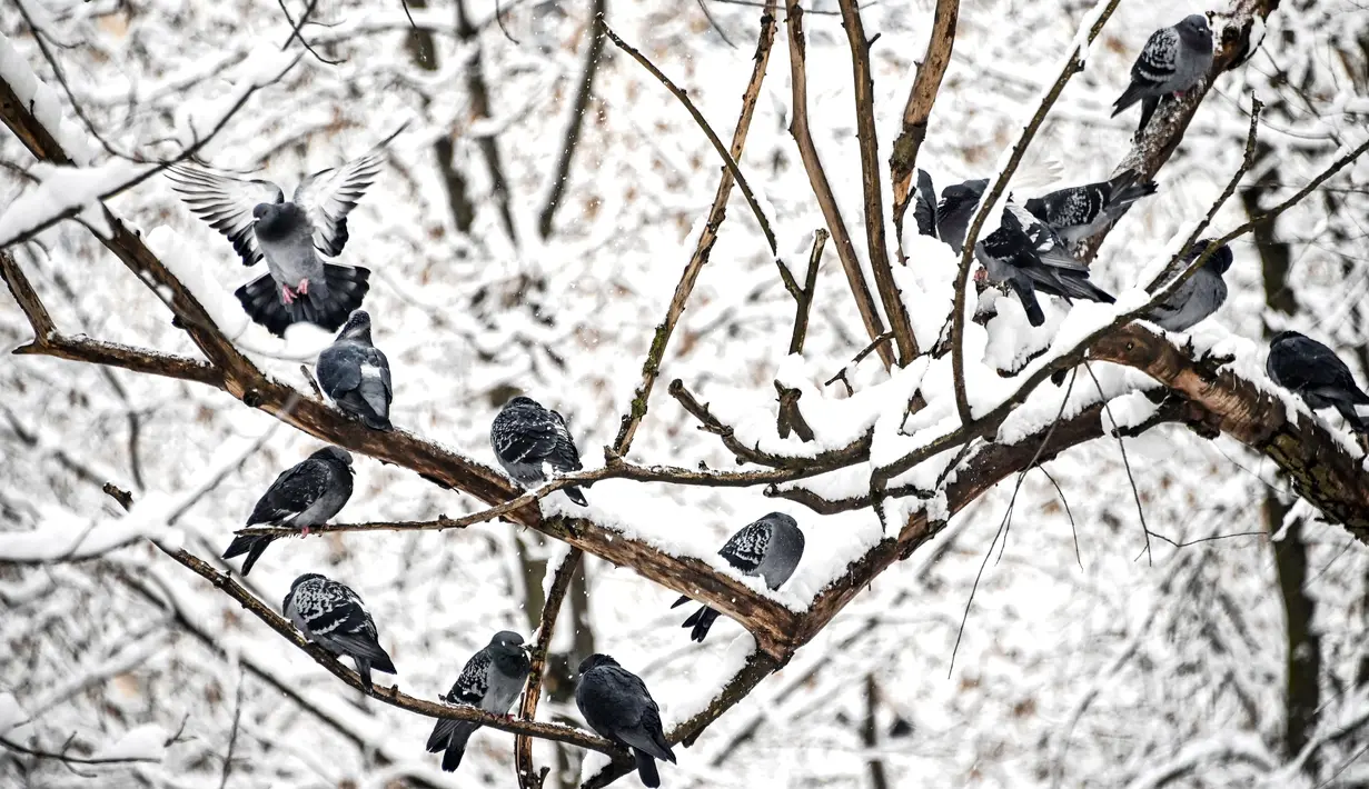 Kawanan merpati duduk di pohon yang tertutup salju setelah hujan salju lebat di Moskow, Rusia pada Selasa (14/12/2021). (Alexander NEMENOV / AFP)