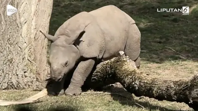 Ada-ada saja yang dilakukan bayi badak di Kebun Binatang Chester, London, demi mendapatkan perhatian sang induk. Ia pura-pura terjebak di salah satu pohon tumbang.