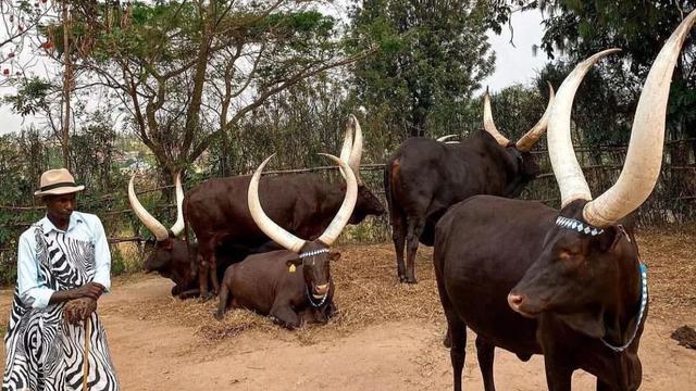 Rwanda terkenal dengan sapi inyabo