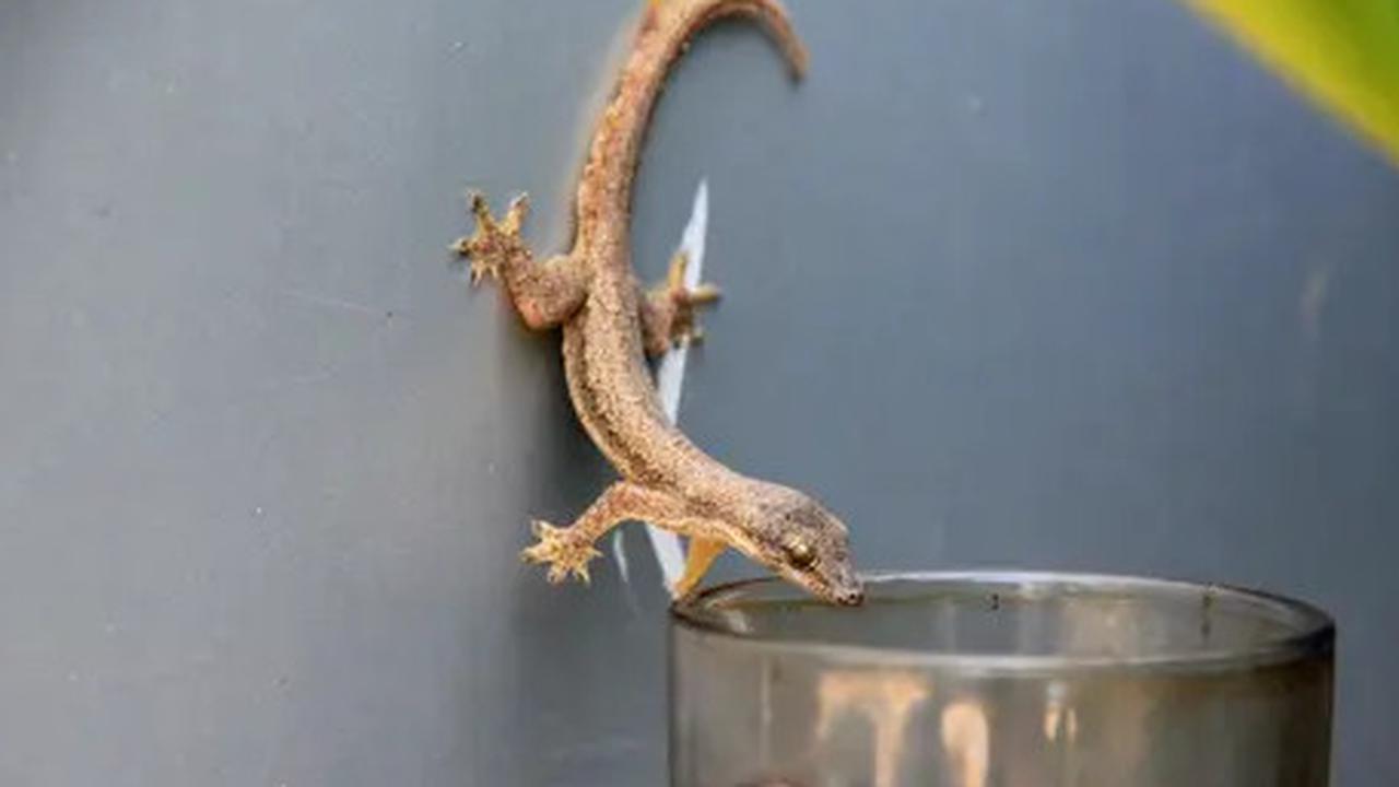Cara Mengusir Cicak