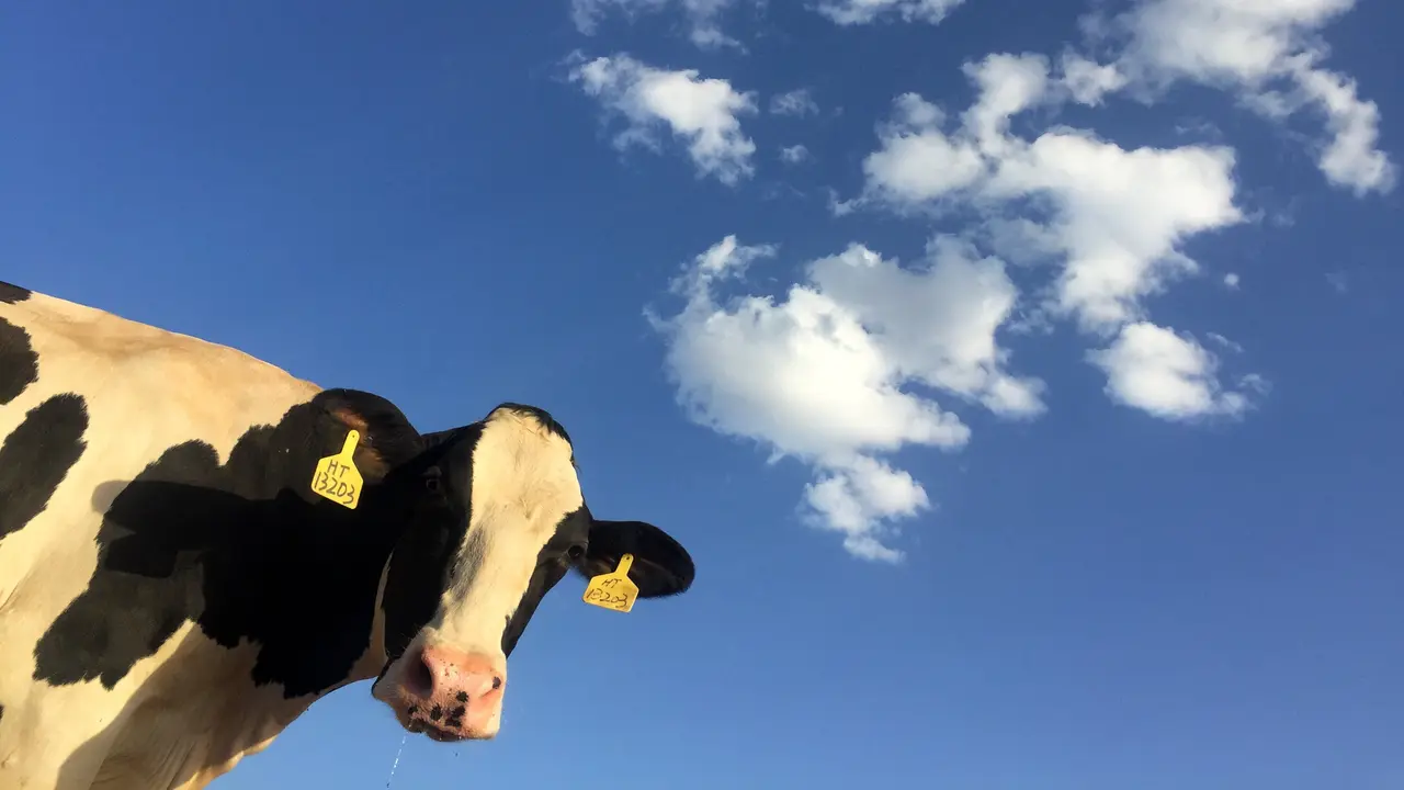 Sapi - Vania